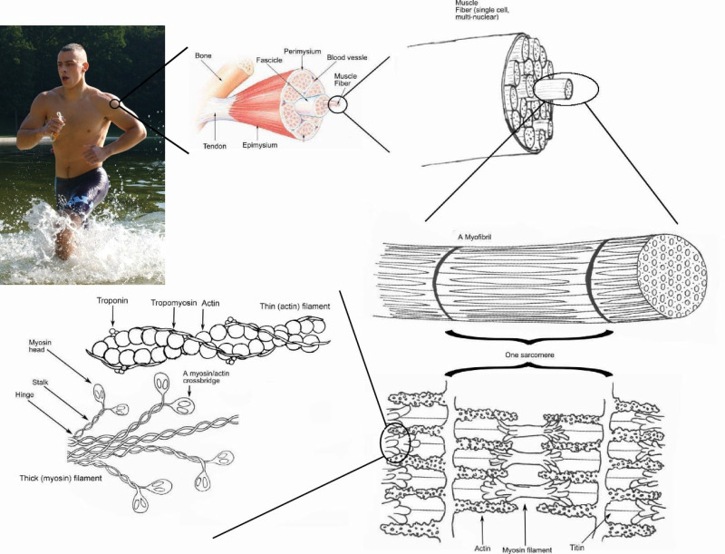 Muscle anatomy - Click to enlarge