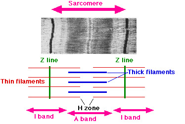 Sarcomere