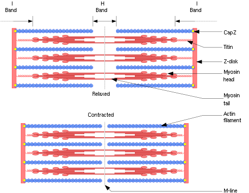 Contraction and relaxation of sarcomere
