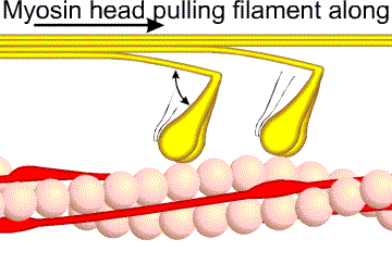 Action of myosin heads on thin filament